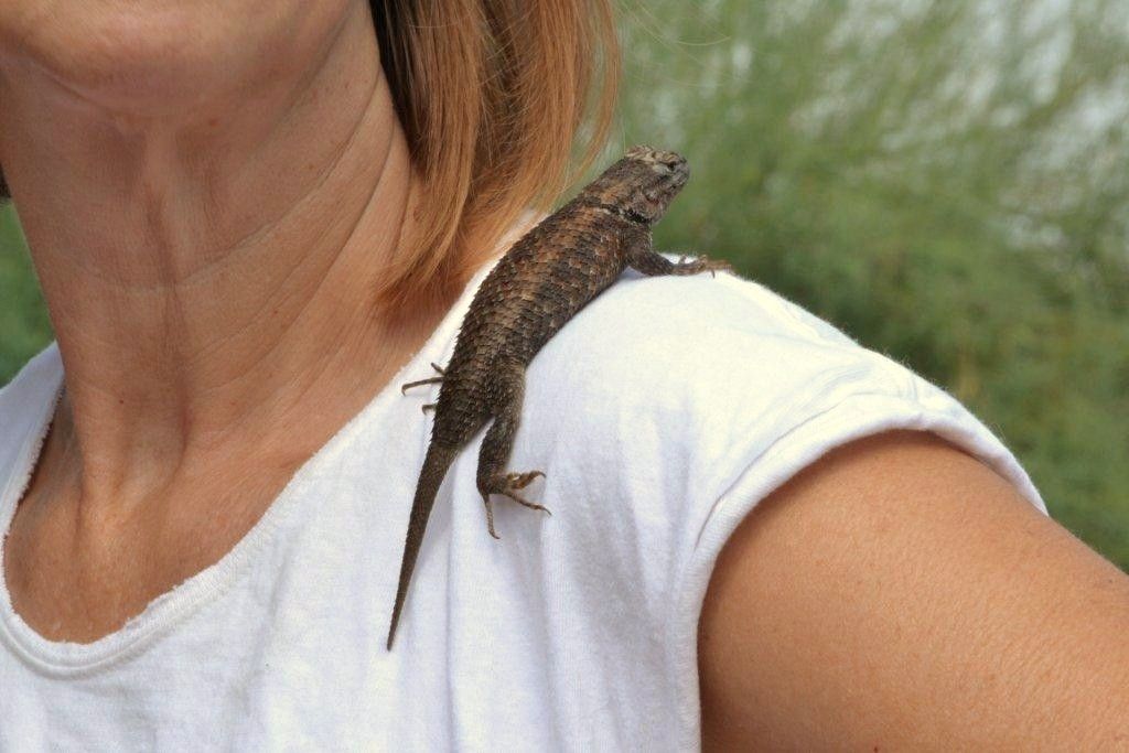 Lizard